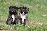 AKITA AMERICAIN 195